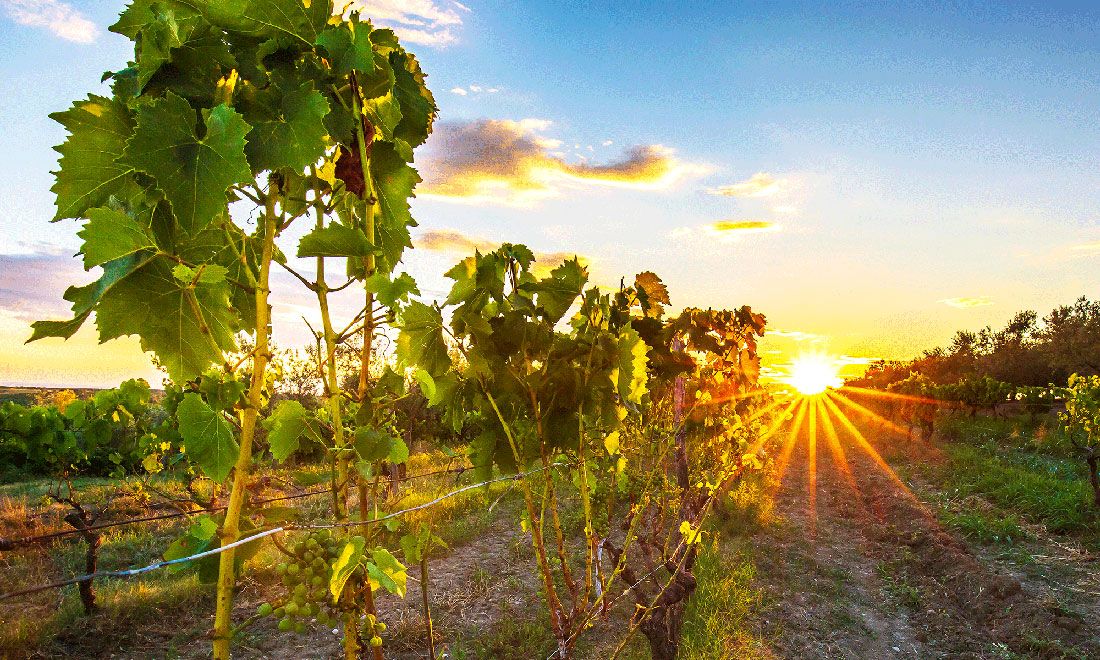 Vineyard during sunset